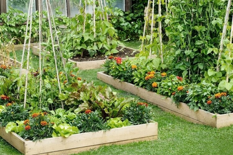 comment associer les légumes au potager jumeler plantes effets bénéfiques mutuels