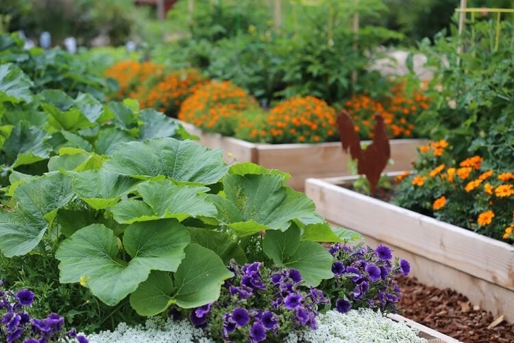 comment associer les légumes au potager opter lit jardin surélevé