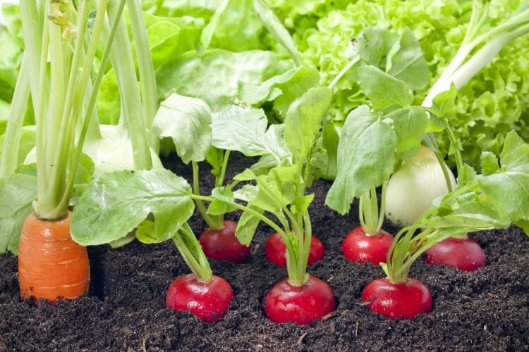comment associer les légumes au potager radis concombre sentir bien ensemble
