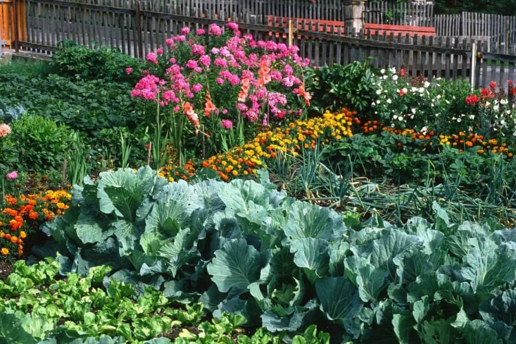 comment associer les légumes au potager réaliser jardin potager améliorer qualité repas