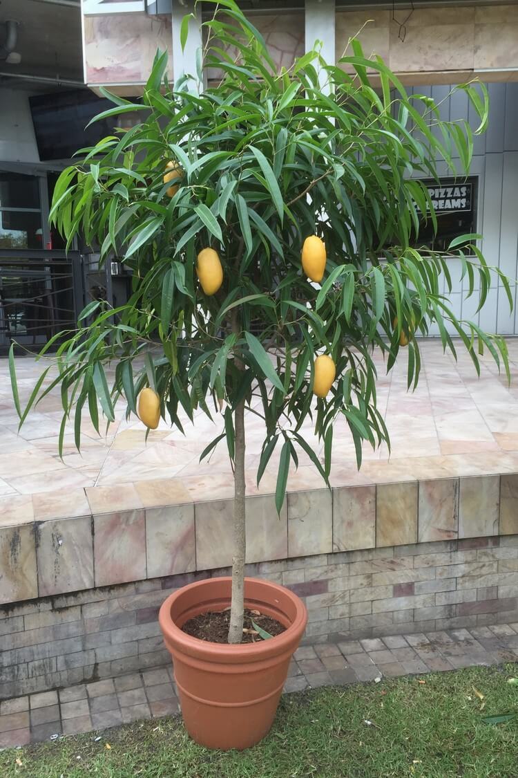 comment cultiver manguier en pot partir graine noyau