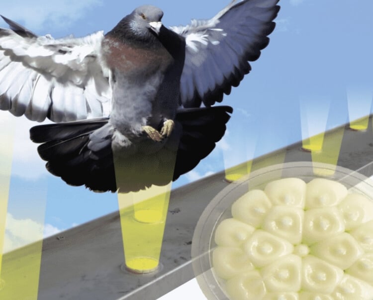 comment eloigner pigeon balcon protection pigeon balcon gels oiseaux