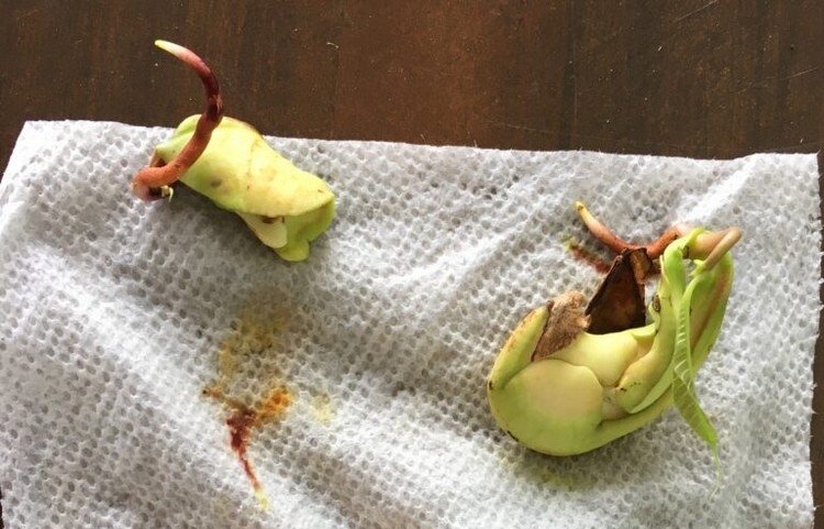 Comment planter un noyau de mangue ? Germination et plantation