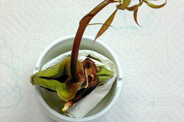 Comment planter un noyau de mangue ? Germination et plantation