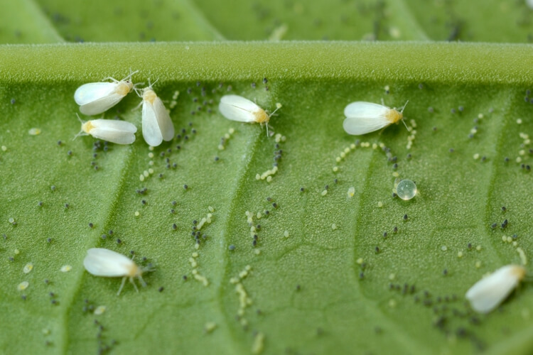 Comment se débarrasser des moucherons dans les plantes?