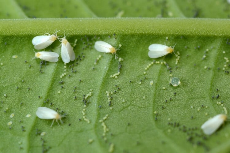 comment se débarrasser des moucherons dans les plantes larves causer dommages racines