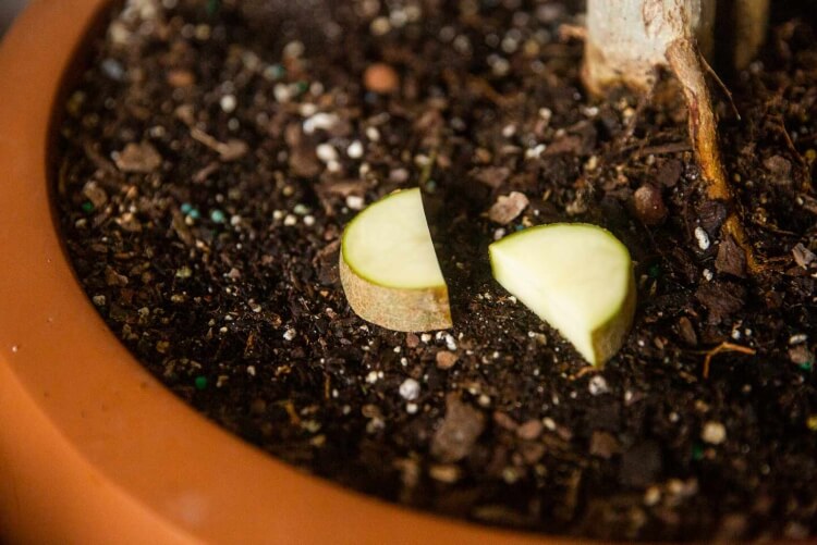 comment se débarrasser des moucherons dans les plantes morceaux pomme terre crue