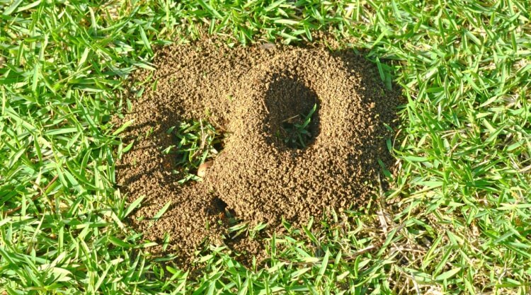 comment traiter les fourmis naturellement verser eau bouillante fourmilières