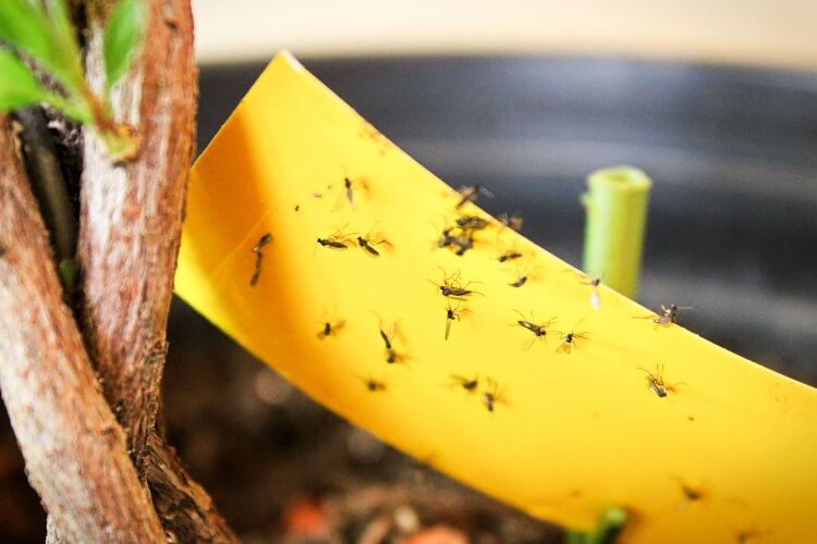 comment éliminer les moucherons dans les plantes astuces jardin efficaces écologiques