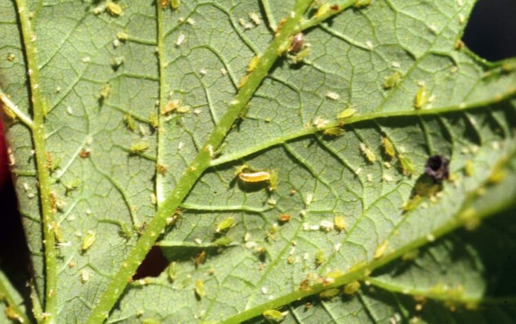 comment éliminer les moucherons dans les plantes mouches pondre œufs feuilles sol