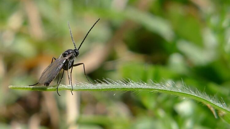 comment éliminer les moucherons dans les plantes terreau humide produire mouches