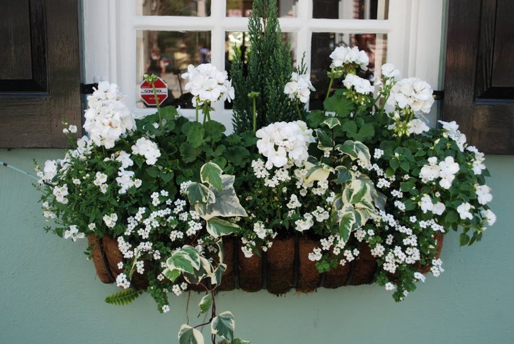 composition fleurs blanches pour balcon géraniums bacopa lierre