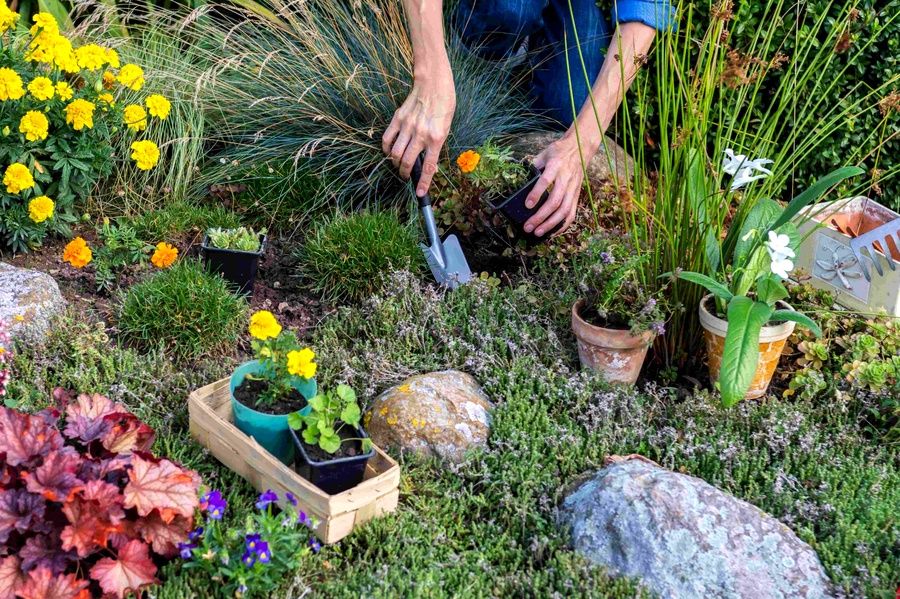 conseis d'entretien des plantes pour rocaille