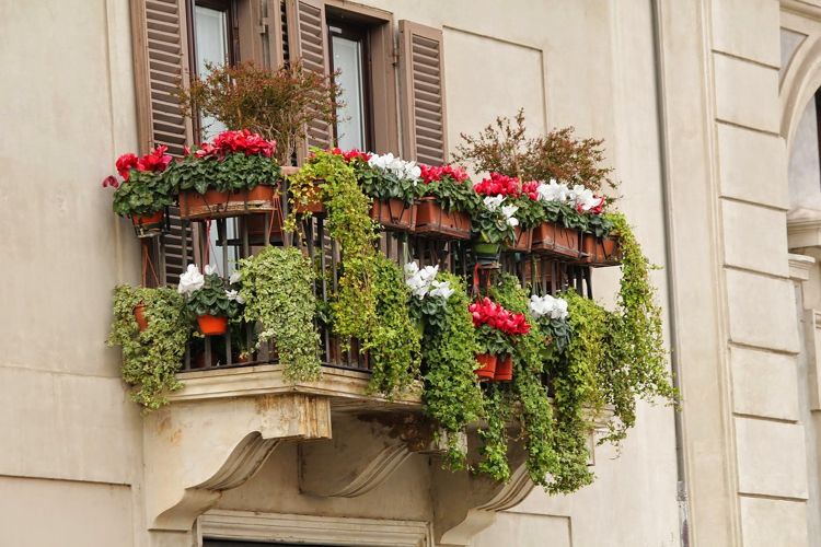 cyclamen rouge blanc fleurs de balcon retombantes