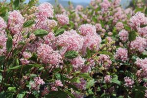 céanothe rampant arrosage ceanothus pallidus marie simon