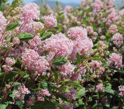 céanothe rampant arrosage ceanothus pallidus marie simon