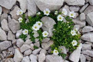espèce de plante de rocaille blanche cerastium oreille de souris