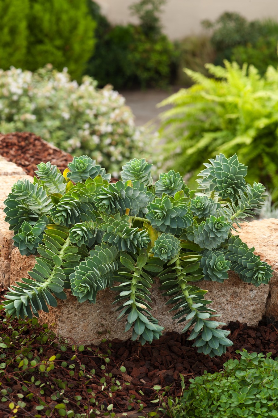 euphorbes plantes pour rocaille 2026