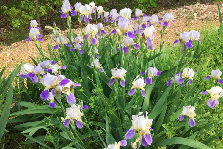fleur bleue vivace rocaille iris honneur déesse grecque