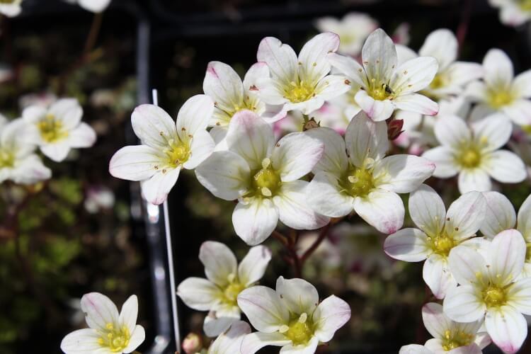 fleur de rocaille blanche Saxifraga arendsii