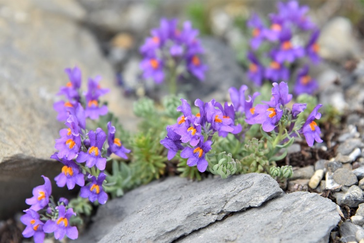 fleur de rocaille feuillage caduc Linaire des Alpes Linaria alpina