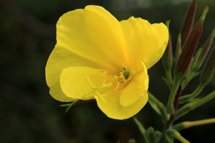 fleur jaune vivace jardin onagre