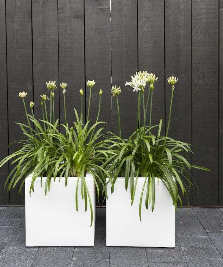 fleur pour balcon moderne agapanthe lys africain pot blanc