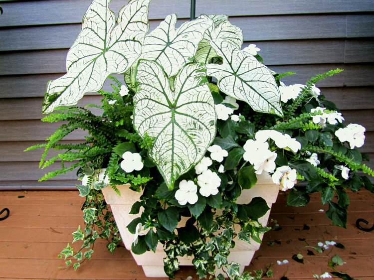 fleurs blanches pour balcon composition impatiens caladium fougères lierre