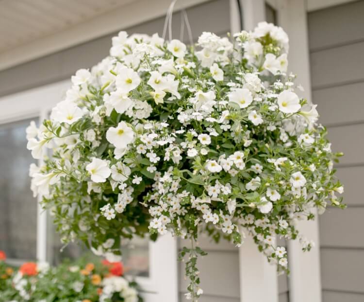 Fleurs blanches retombantes pour suspension : 10 espèces ornementales