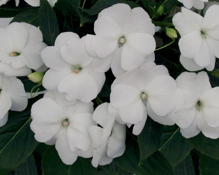 fleurs blanches retombantes jardinieres impatiens blancs