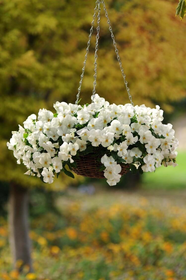 fleurs blanches retombantes pour jardinières pensée
