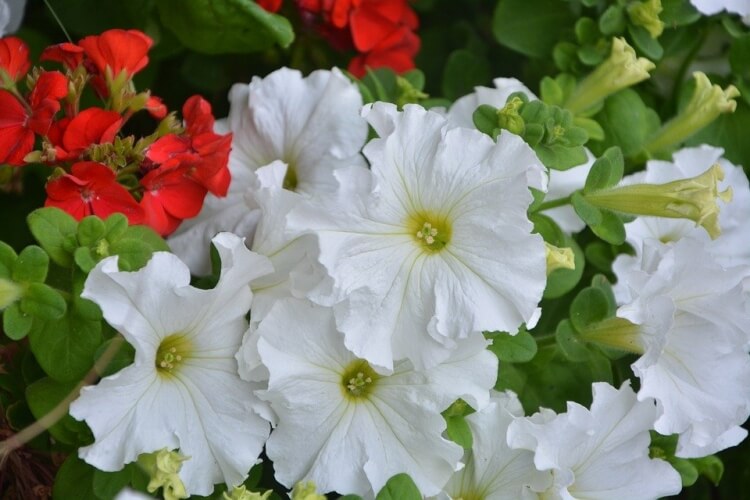 fleurs blanches retombantes pour suspension pétunia
