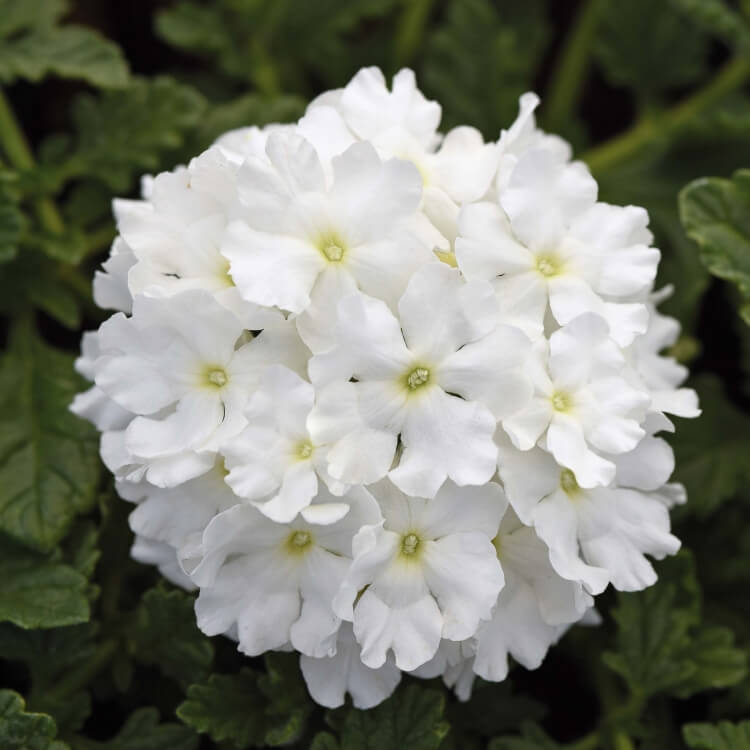 fleurs blanches retombantes pour suspension verveine