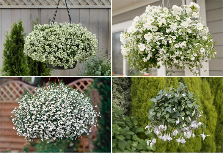 fleurs blanches retombantes pour suspension
