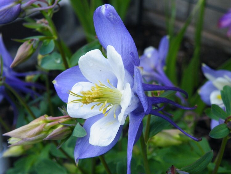 fleurs bleues vivaces ancolie délicate variété couleurs