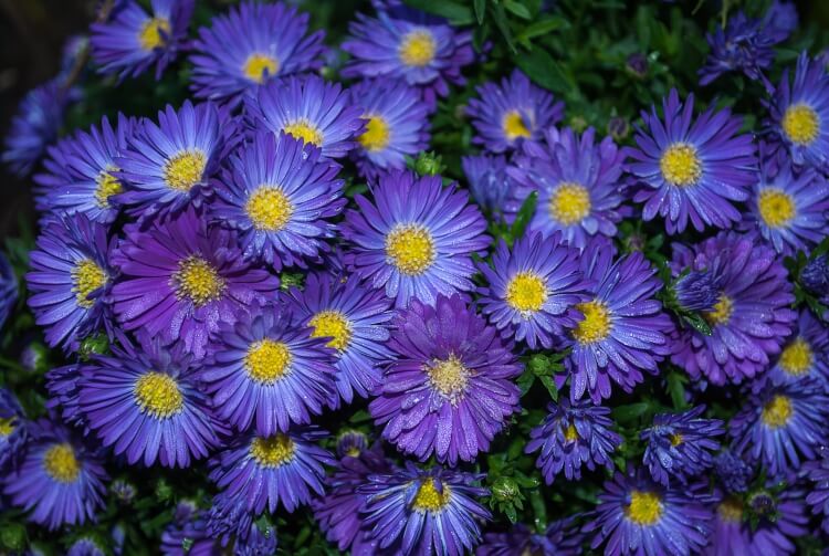 fleurs bleues vivaces aster forme étoile couvre sol