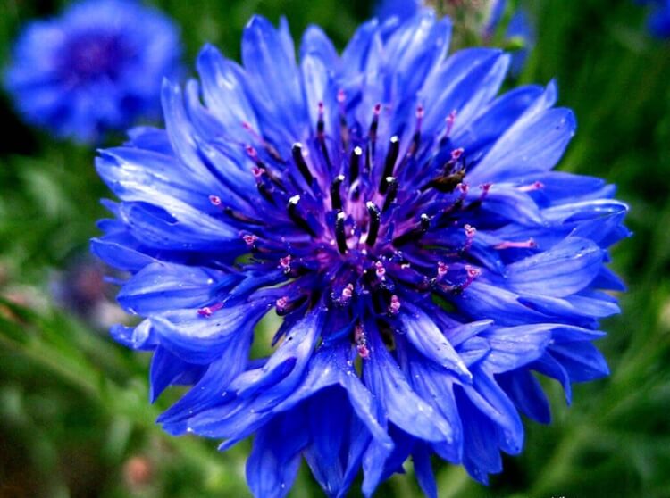 fleurs bleues vivaces bleuet bouton célibataire plante prairie