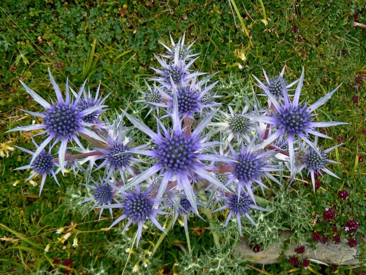 fleurs bleues vivaces chardon azurite plein soleil
