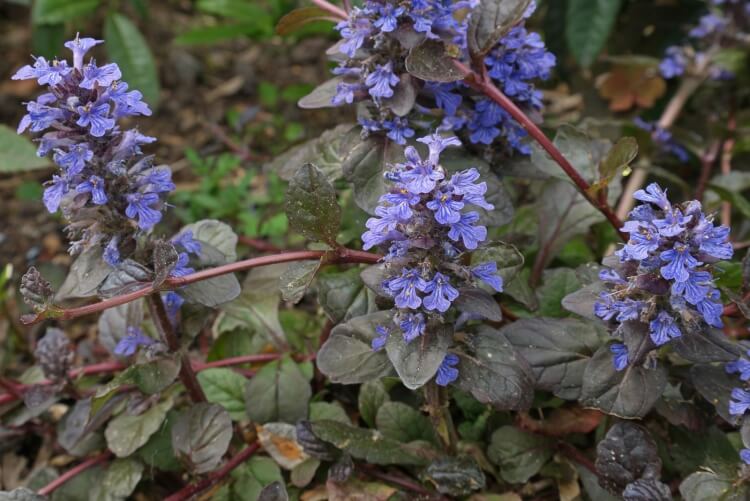 fleurs bleues vivaces couvre-sol ajuga propagation rapide