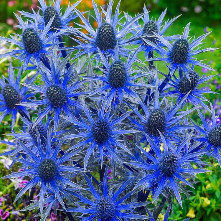 Fleurs bleues vivaces : lesquelles privilégier au printemps et en été