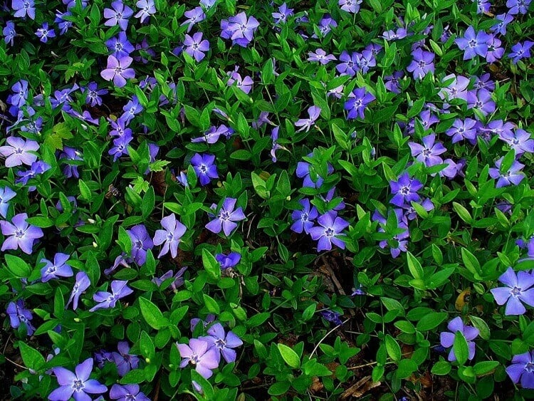 fleurs bleues vivaces couvre-sol pervenche appelée myrte rampante