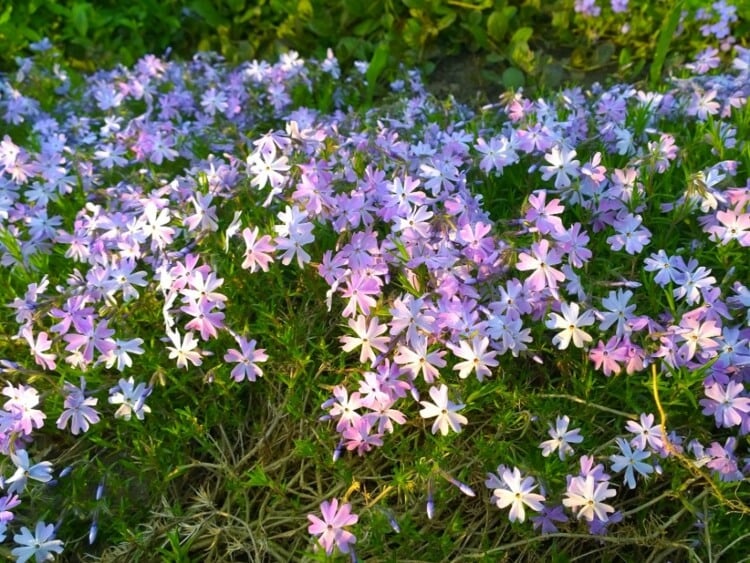 fleurs bleues vivaces couvre-sol phlox rampant beauté épanouie