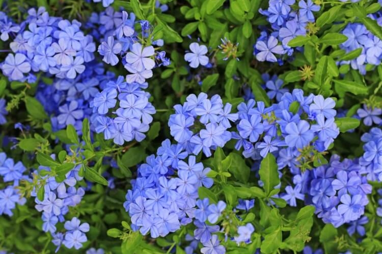 fleurs-bleues-vivaces-lesquelles-privil-gier-au-printemps-et-en-t
