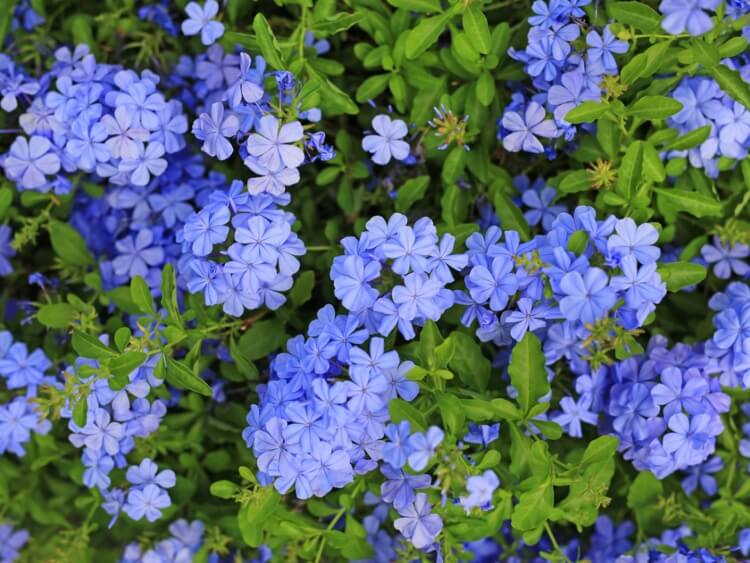 fleurs bleues vivaces couvre-sol plumbago bleu pâle fleur délicate