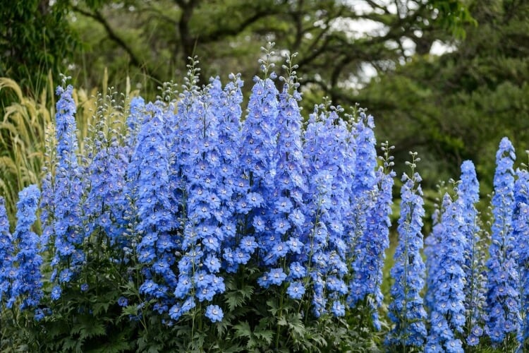 fleurs bleues vivaces delphinium plante sauvage prairie