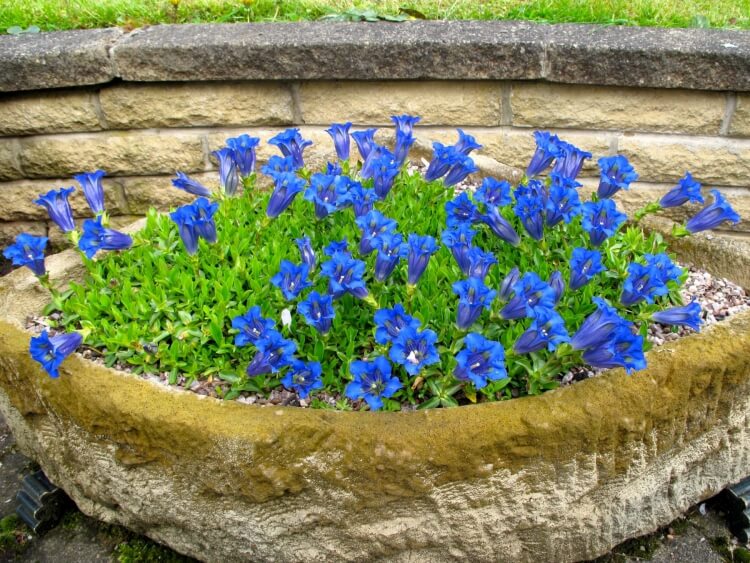 fleurs bleues vivaces gentiane forme trompette parterre massif