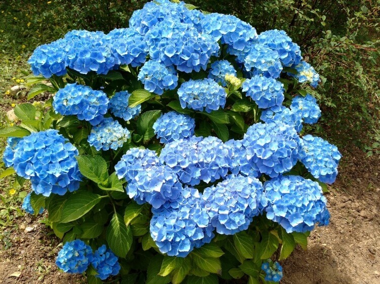 fleurs bleues vivaces hortensia rare bleu changer couleur pH sol