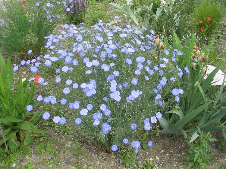 fleurs bleues vivaces lin vivace idéal couvre sol