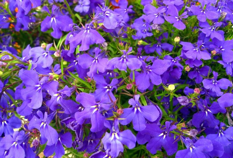 fleurs bleues vivaces lobélie superbe paniers suspendus