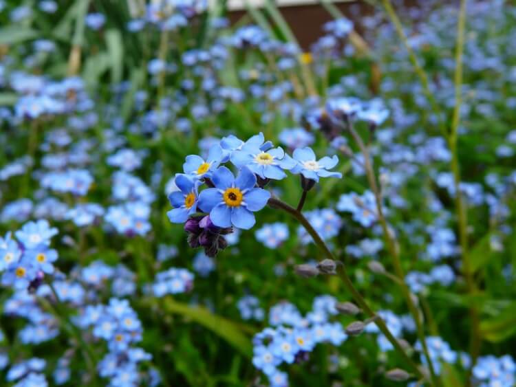 fleurs bleues vivaces myosotis apprécié endroits humides